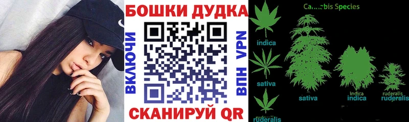 Бошки марихуана THC 21%  как найти   Павловск 